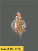 藏品(龍蝦幼體)的圖片